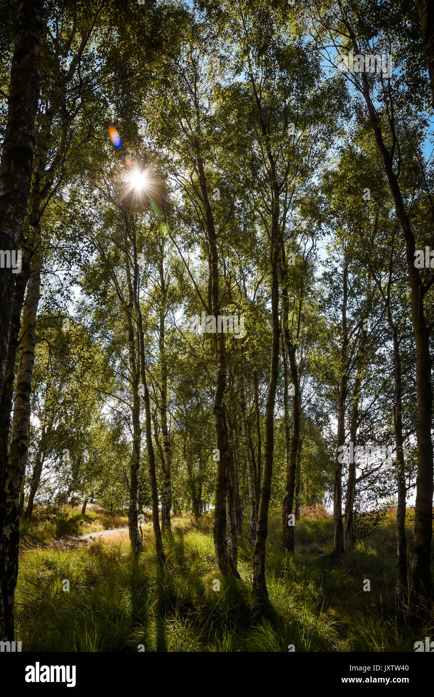 Low sun through leaves hi-res stock photography and images - Alamy