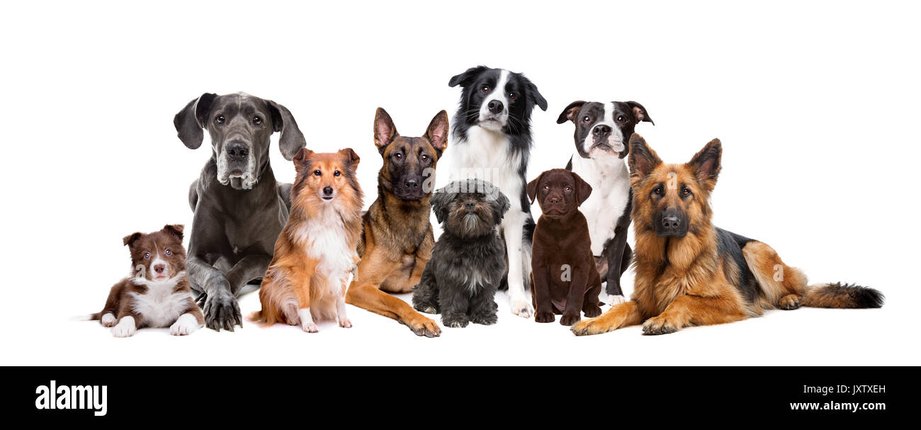 Group of nine dogs in front of a white background Stock Photo - Alamy