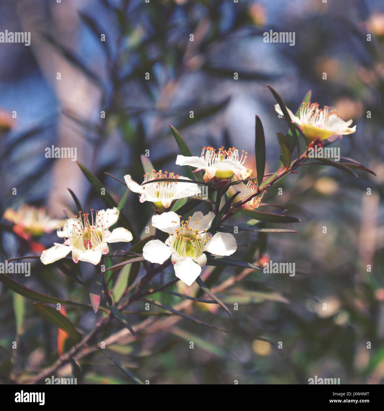 Summer flowering Australian native Tea Tree Leptospermum, Royal National Park, NSW, Australia Stock Photo