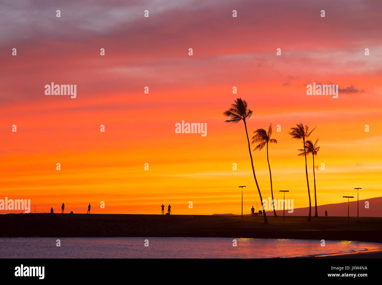 Tall palm trees of waikiki hi-res stock photography and images - Alamy