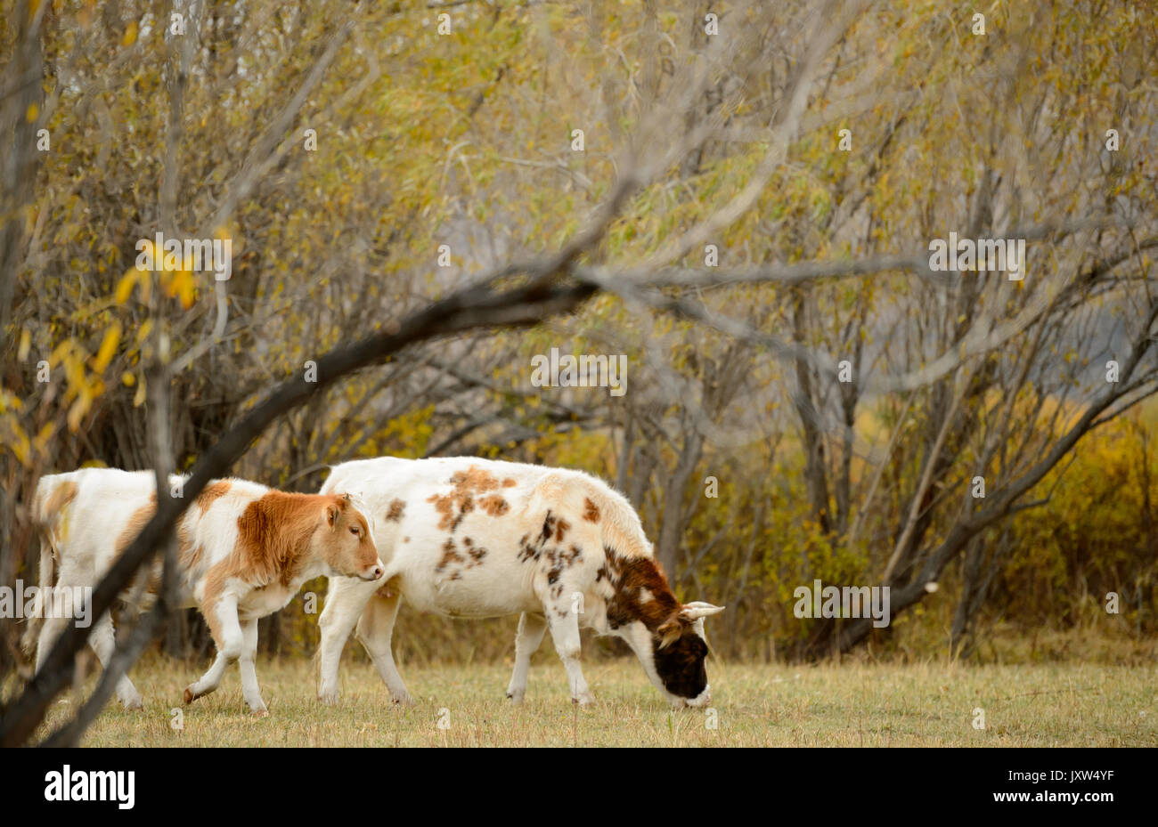 China farm animal feed hi-res stock photography and images - Alamy