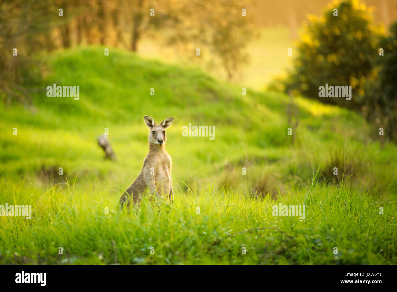 Australian kangaroos sunset in wild hires stock photography and images