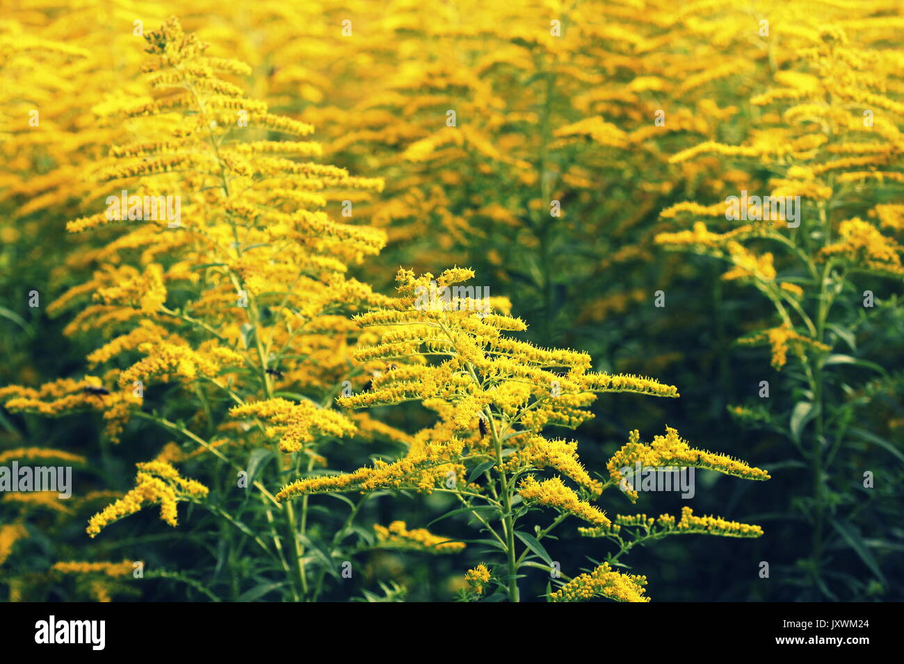 Blooming goldenrod. Solidago, or goldenrods, is a genus of flowering plants in the aster family, Asteraceae Stock Photo