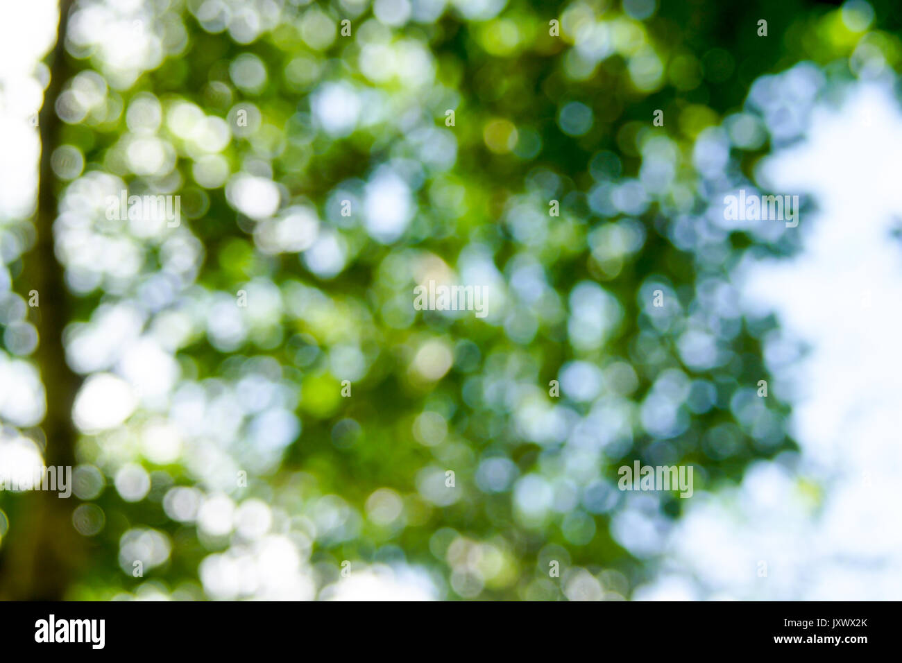 Abstact defocus bokeh light background made of forest style,Beautiful background image. Stock Photo