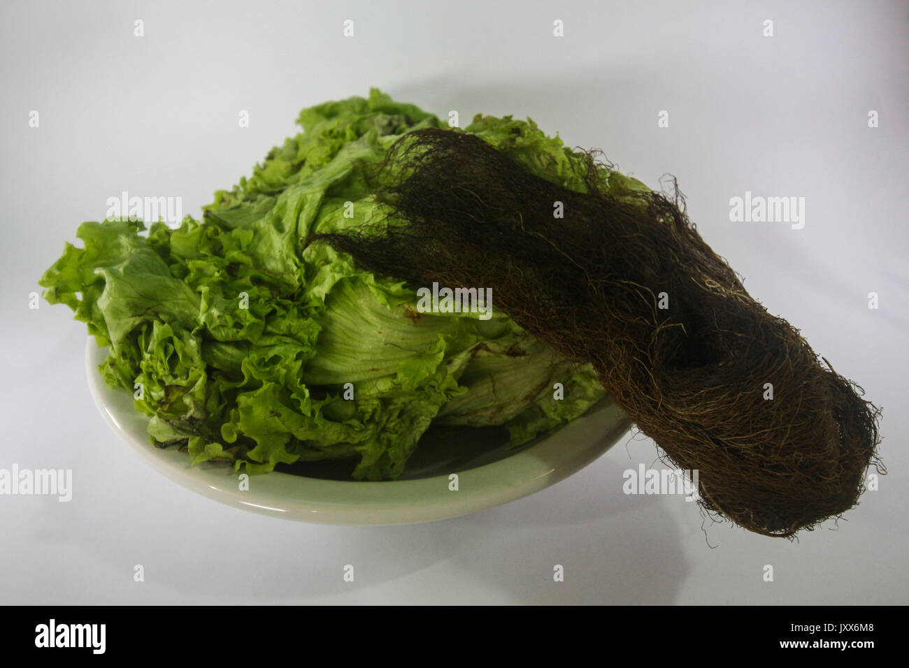 Hydroponic lettuce rotten. Food with expired expiration date. Lettuce