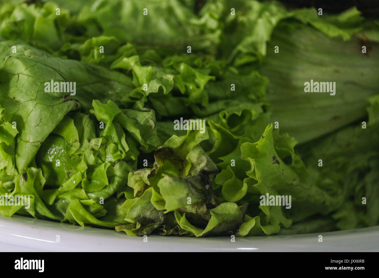 Hydroponic lettuce rotten. Food with expired expiration date. Lettuce
