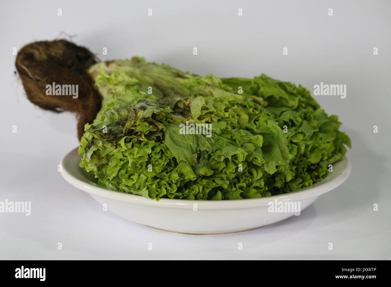 Hydroponic lettuce rotten. Food with expired expiration date. Lettuce