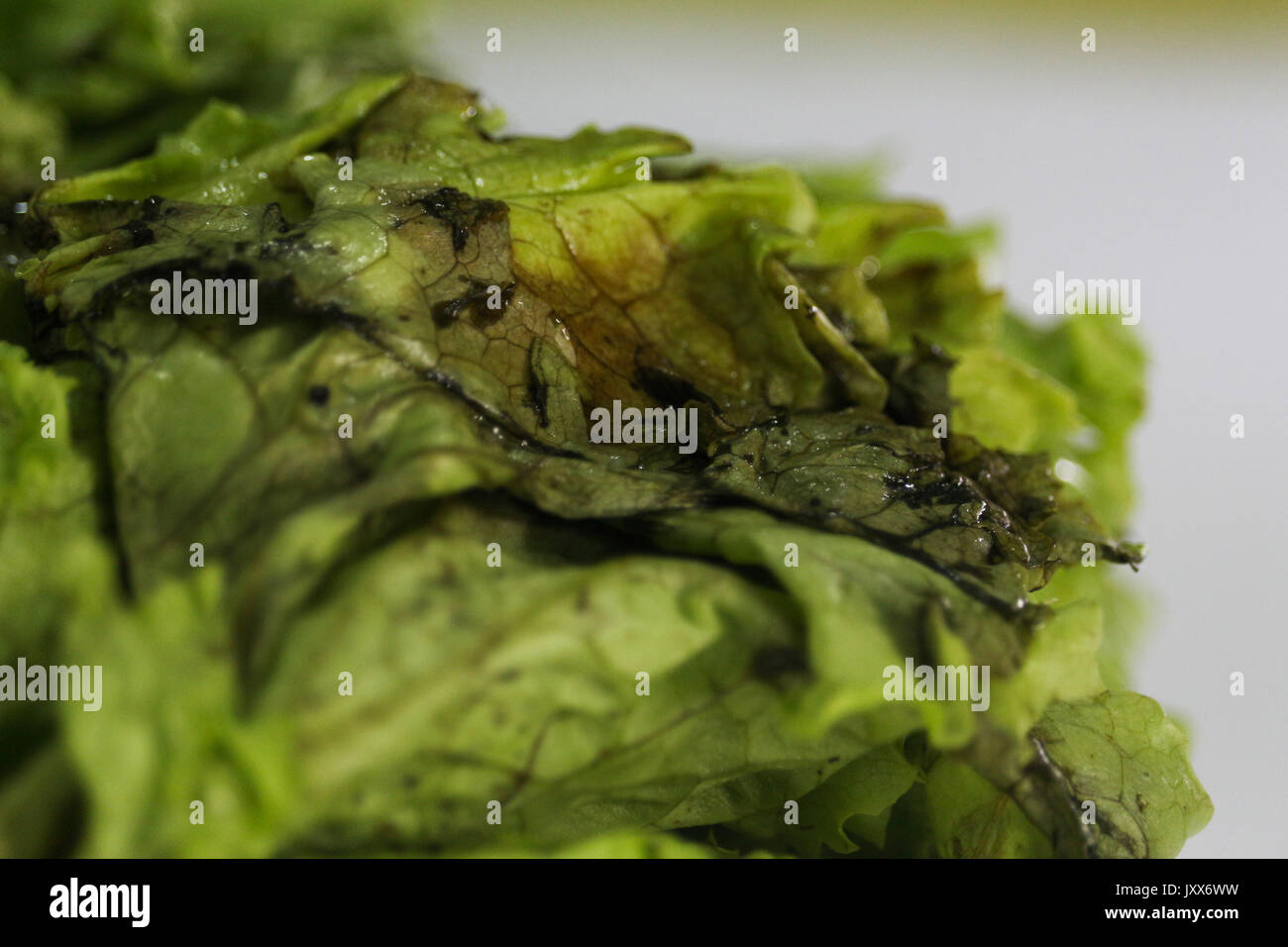 Hydroponic lettuce rotten. Food with expired expiration date. Lettuce