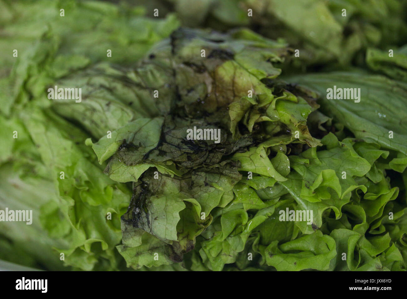 Hydroponic lettuce rotten. Food with expired expiration date. Lettuce