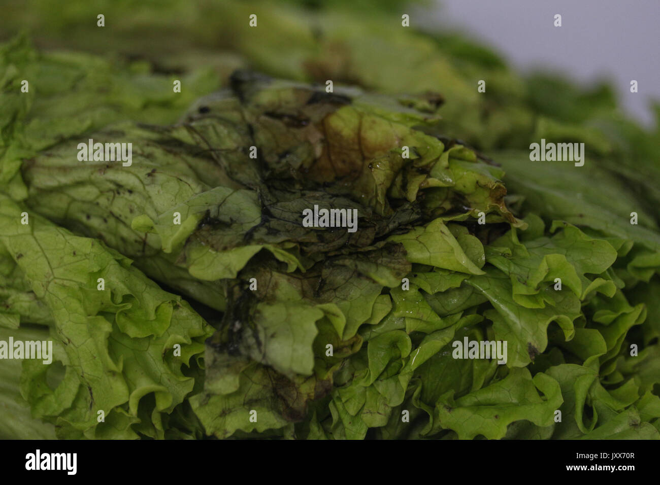 Hydroponic lettuce rotten. Food with expired expiration date. Lettuce