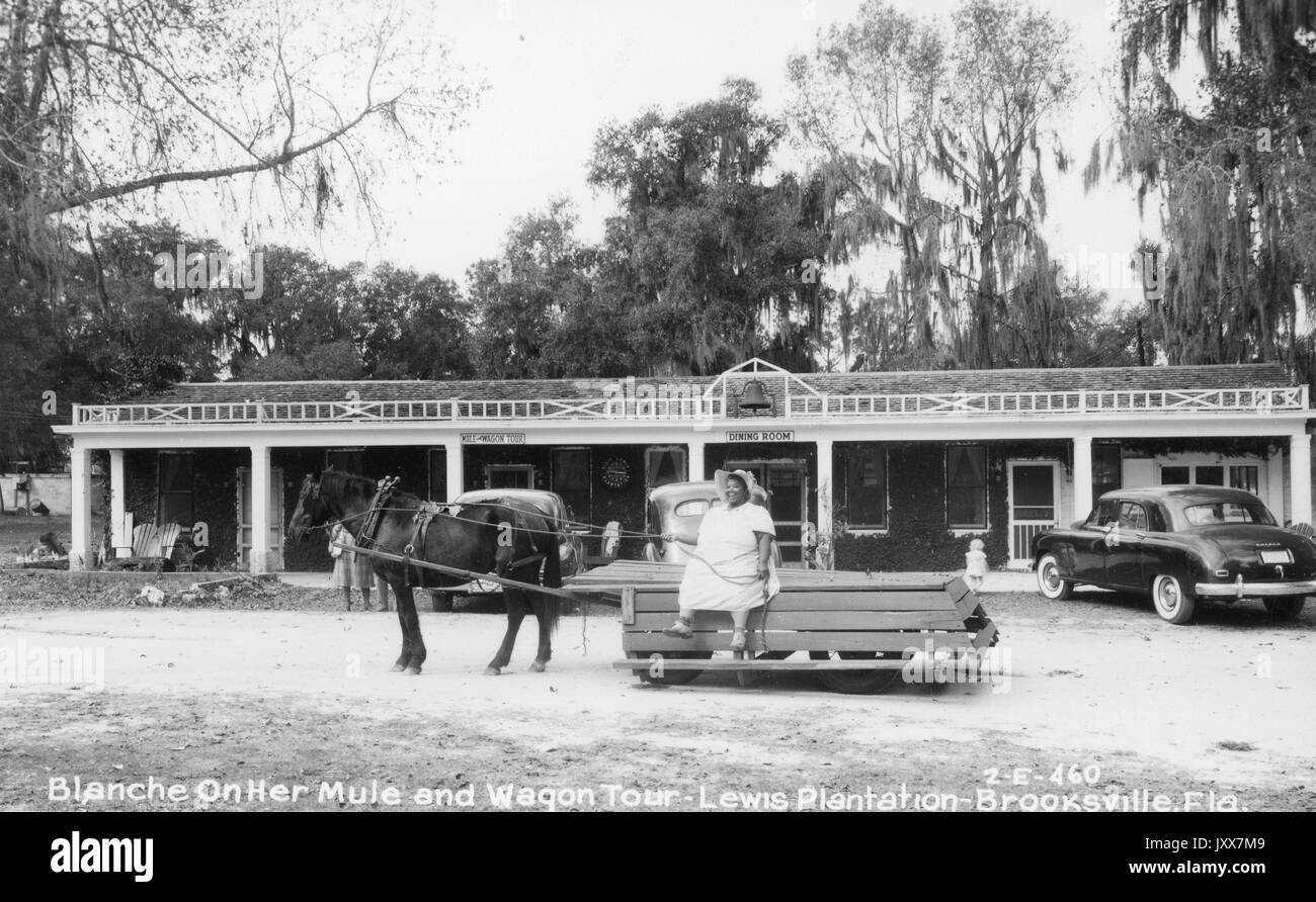 Full-body portrait of African American Woman on a wagon pulled by a mule, on the Lewis Plantation in Brooksville, Florida, wearing a white dress, posed in front of a building labeled 'Dining Room', Florida, 1930. Stock Photo