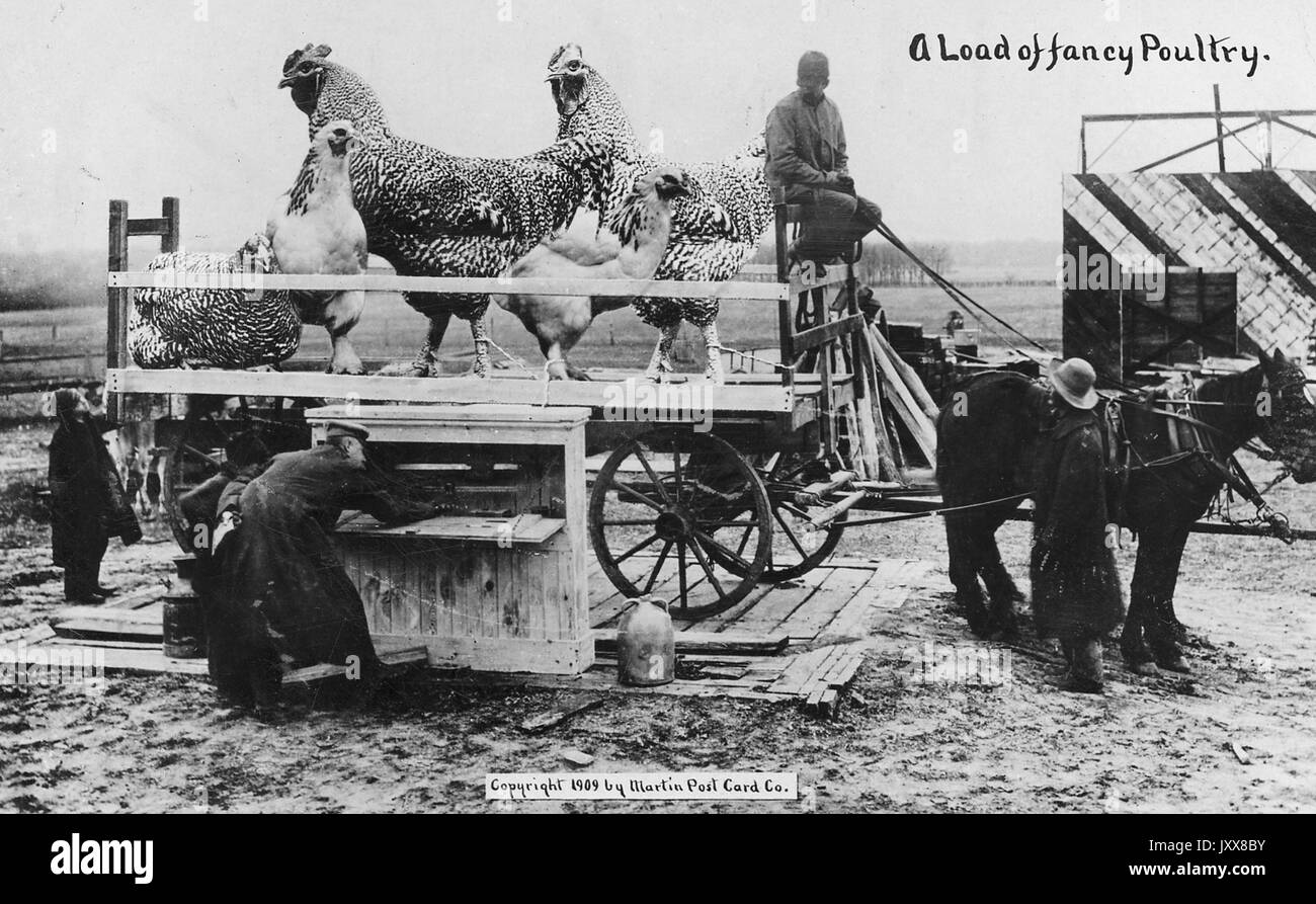 An African American man drives an open horse-carried wagon full of over-sized chickens and roosters in a rural area, as three other men in the foreground, with the caption 'A Load of Fancy Poultry', Kansas, 1909. Stock Photo