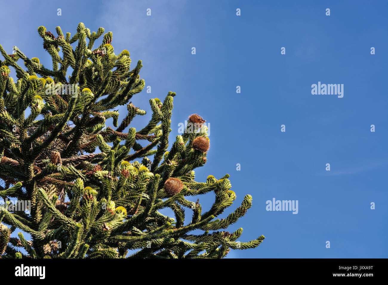 Araucaria grow evergreen trees and belong to the plant family of the conifers. Stock Photo