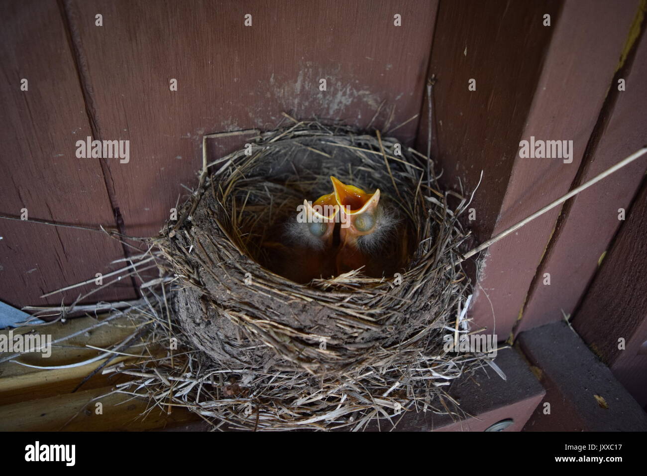 Hungry baby birds hires stock photography and images Alamy