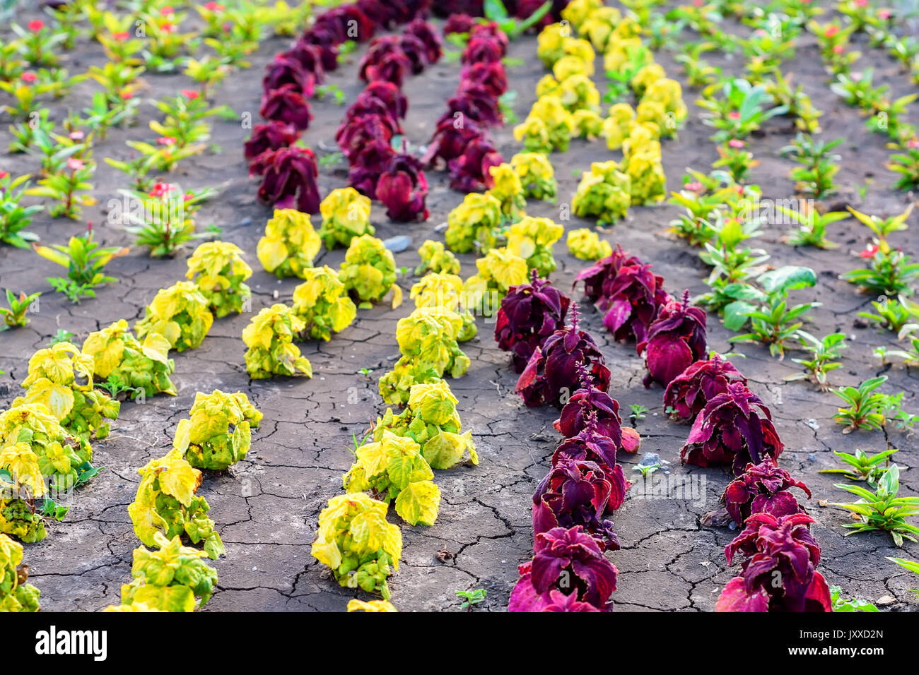 Flowerbed with ornamental plants Stock Photo Alamy