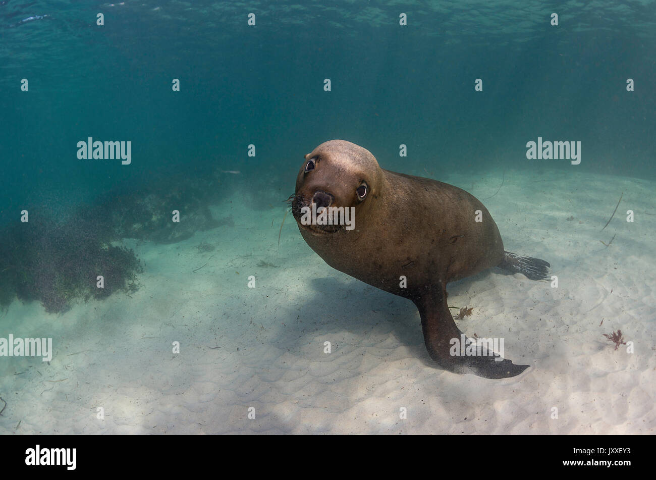 Australian sea lions underwater, Neptune Islands, South Australia. Stock Photo