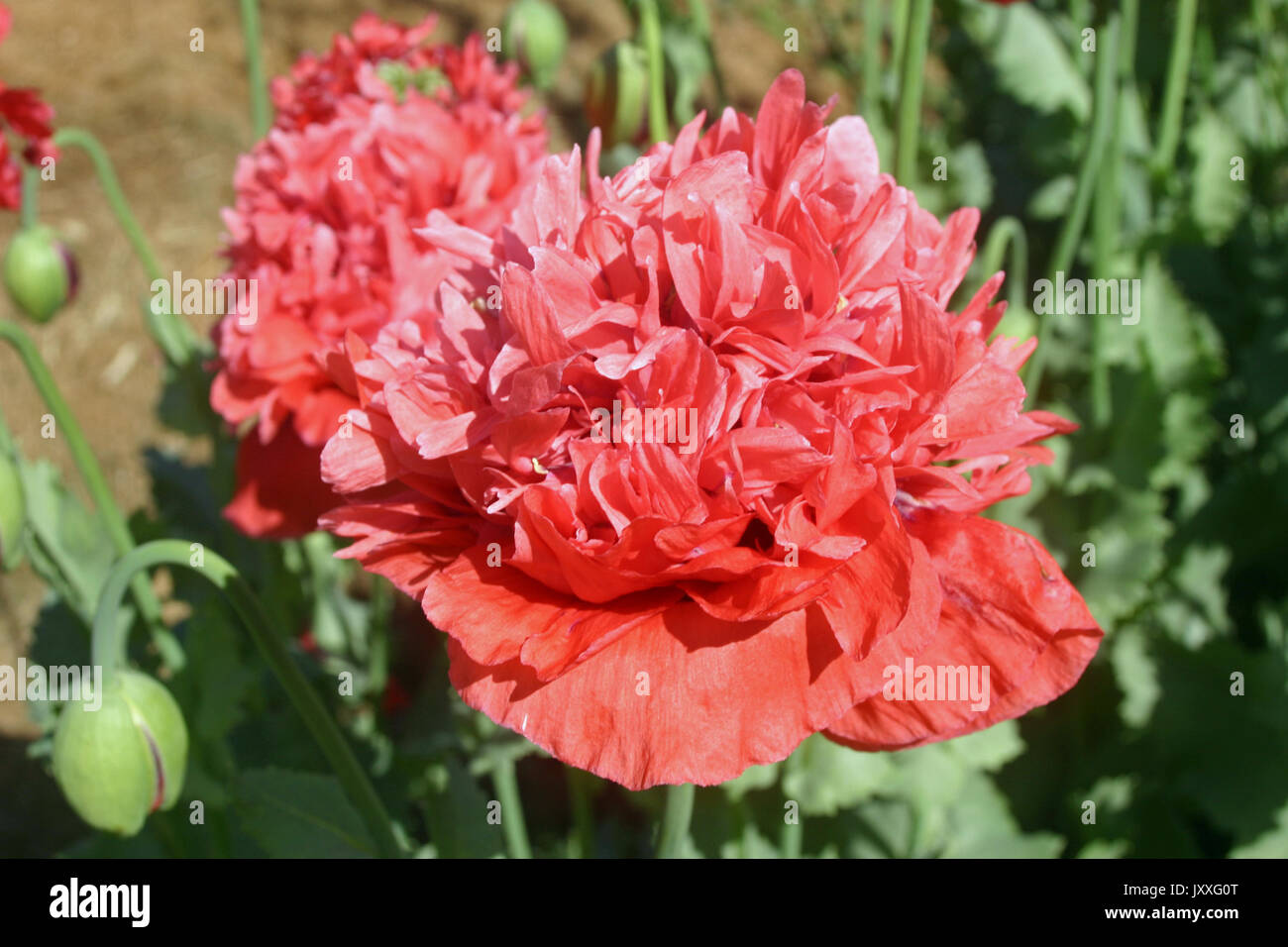 Frilly pink poppy (Papaver species) sometimes known as the peony or pompom poppy. Background with further flowers, soil, leaves and developing flower  Stock Photo