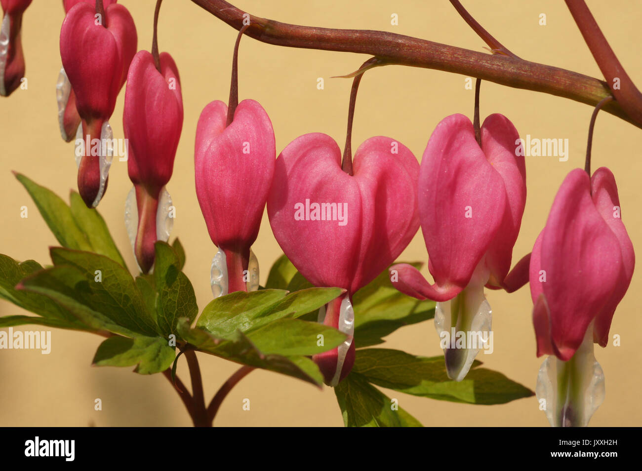 Bleeding heart, Dicentra Spectabilis, Gold Heart Stock Photo Alamy