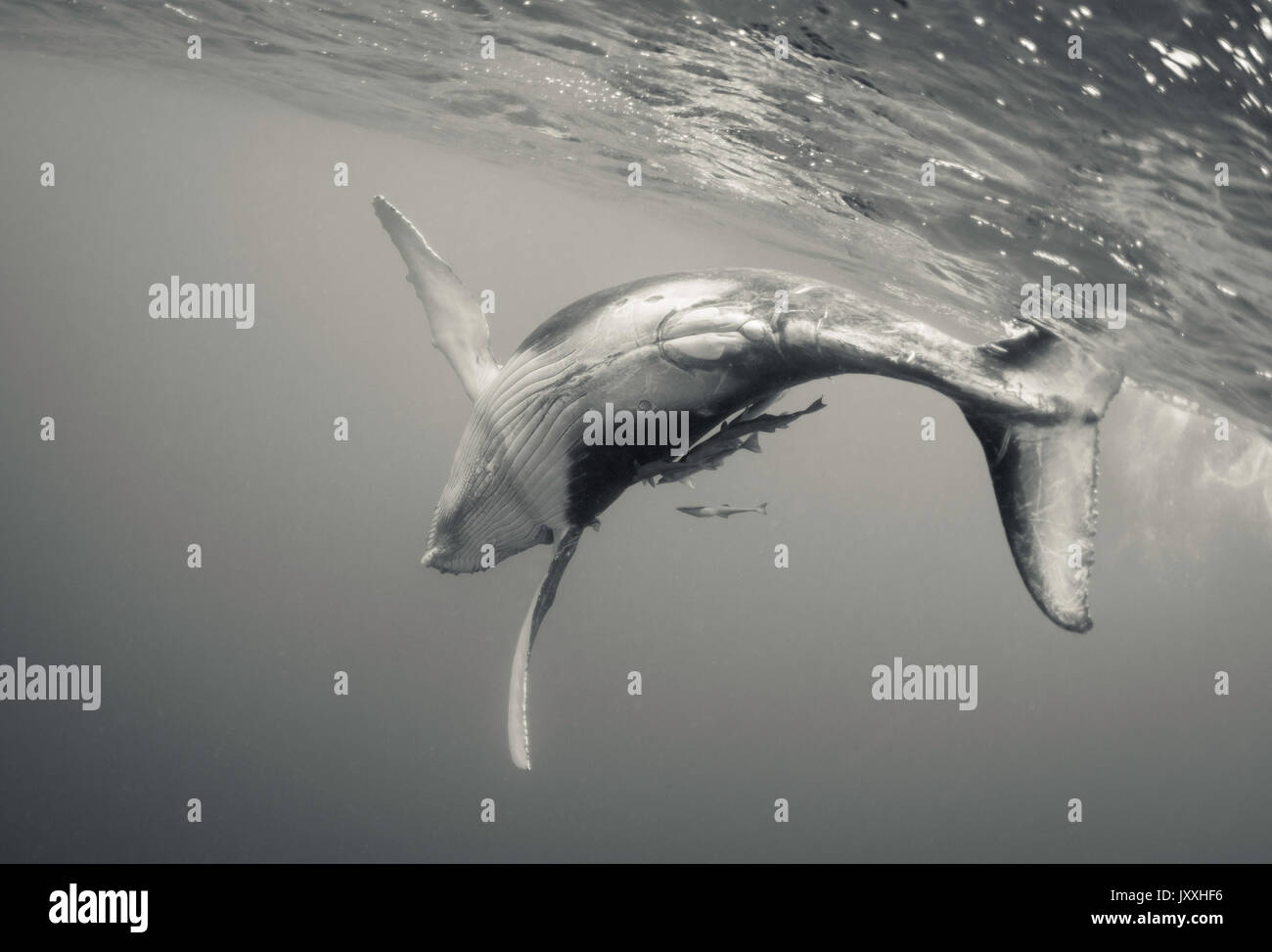 White humpback whale hi-res stock photography and images - Alamy