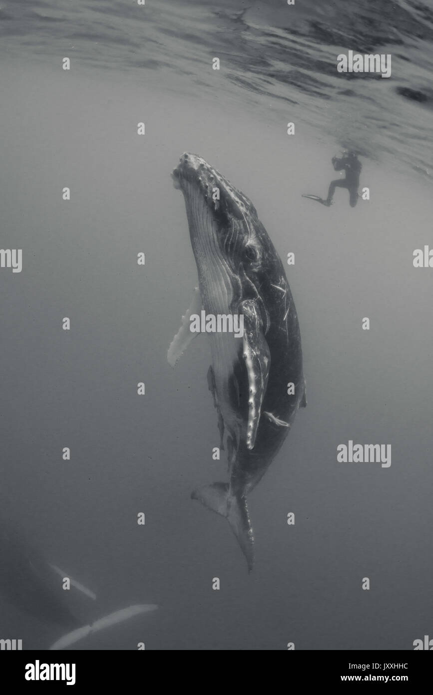 White humpback whale hi-res stock photography and images - Alamy