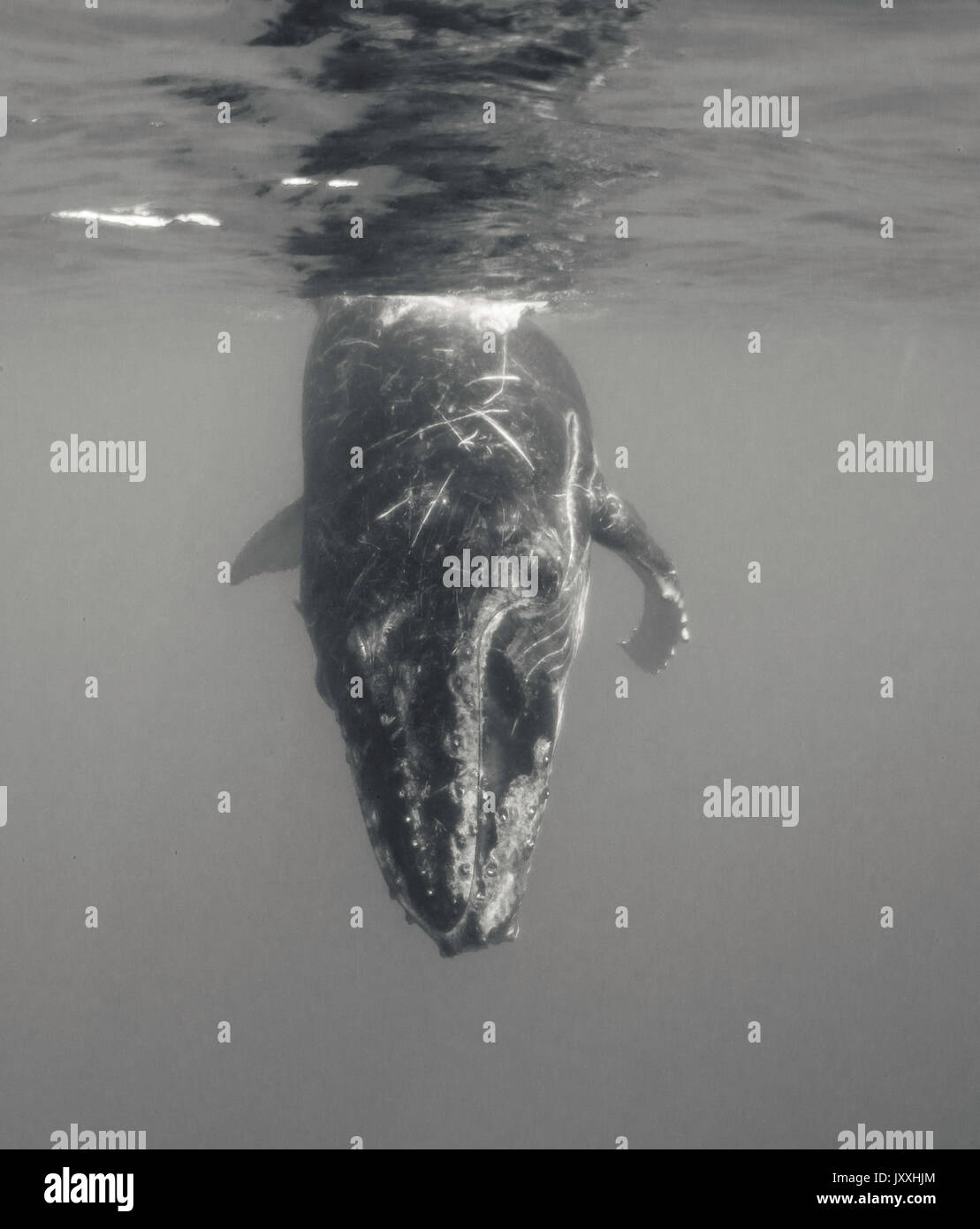 White humpback whale hi-res stock photography and images - Alamy