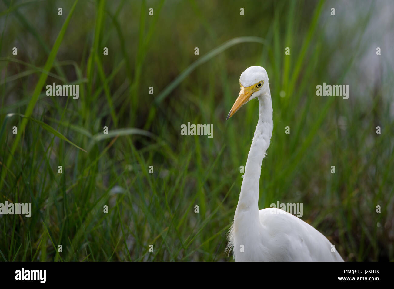 Great white egret in a paddy field Stock Photo