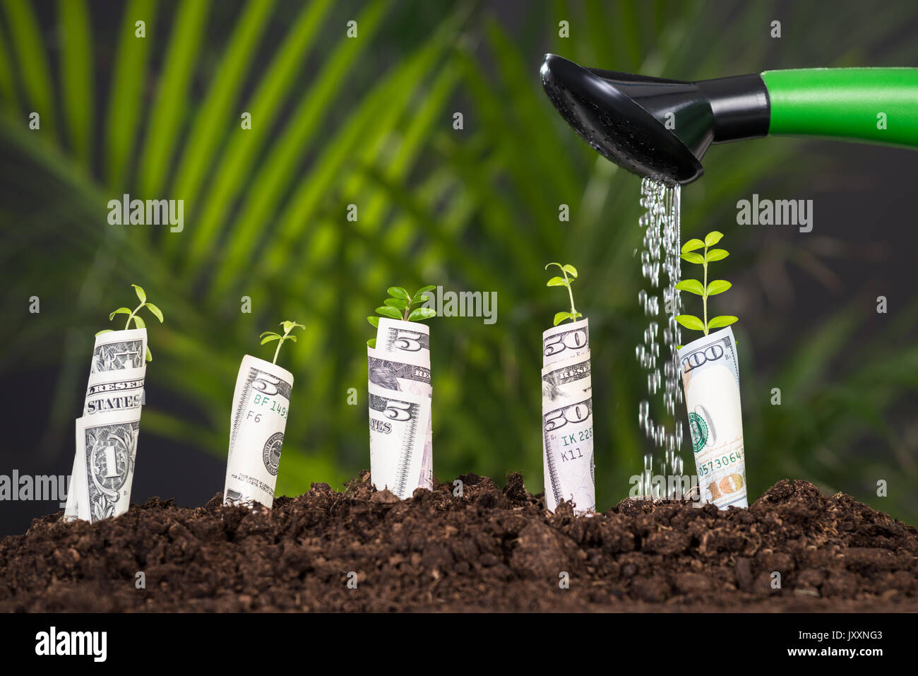 Water Pouring On Plant Rolled With Banknote From Watering Can Stock Photo