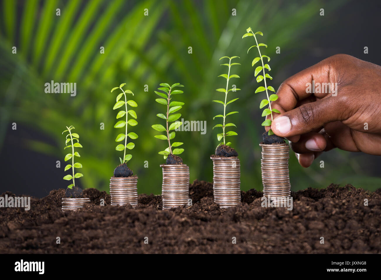 Person's Hand Holding Small Plant On Stacked Coins Stock Photo