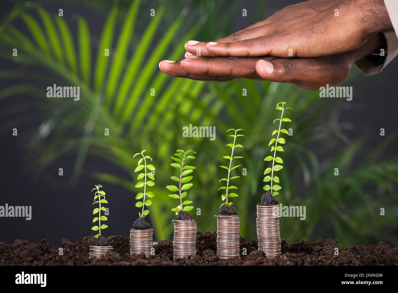 Person's Hand Protecting Small Plant On Stacked Coins Stock Photo