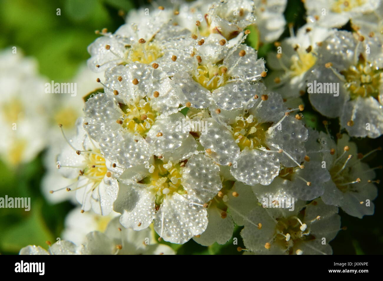 white flowers covered with dew in the morning Stock Photo Alamy