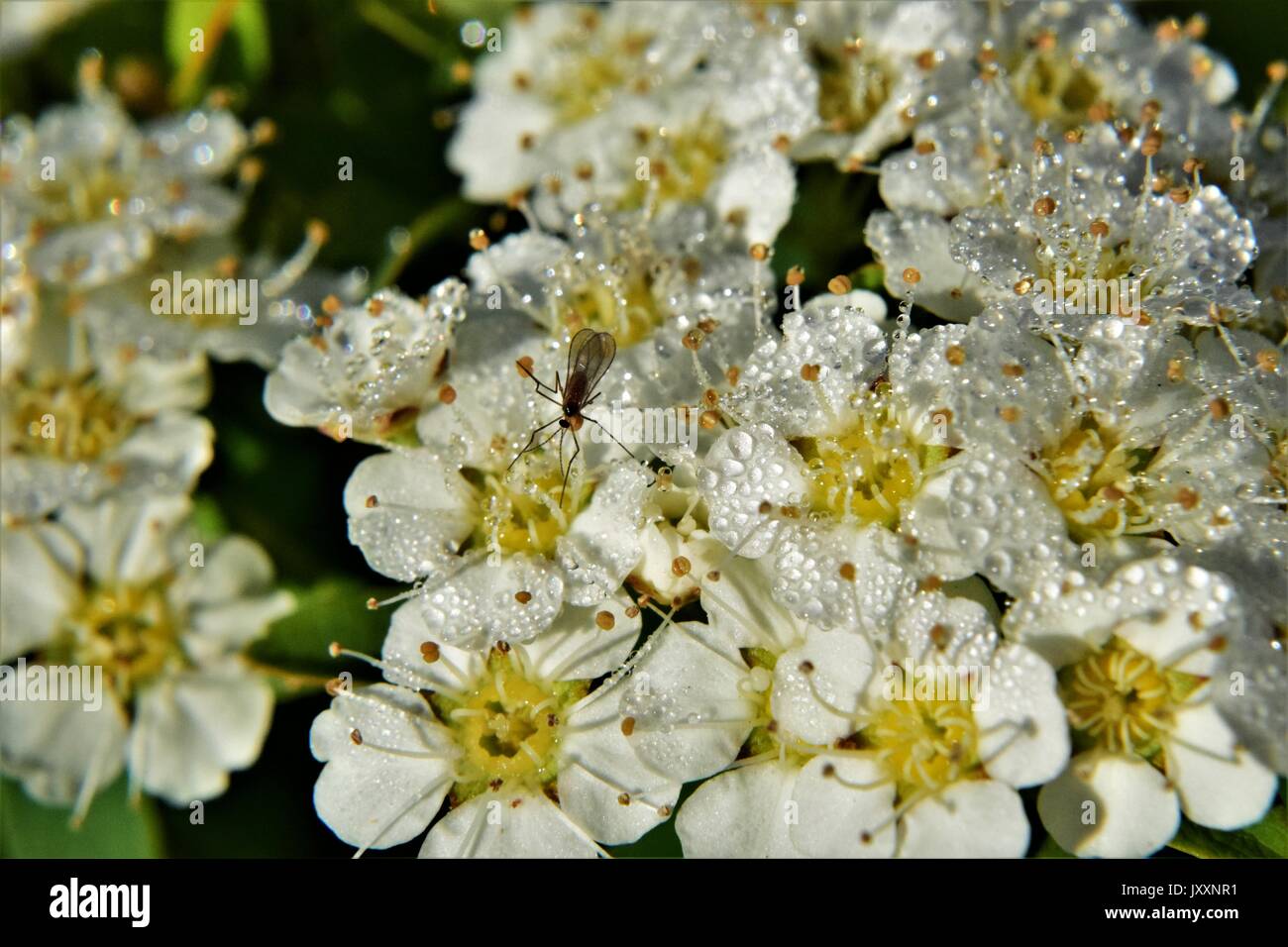 white flowers covered with dew in the morning Stock Photo - Alamy