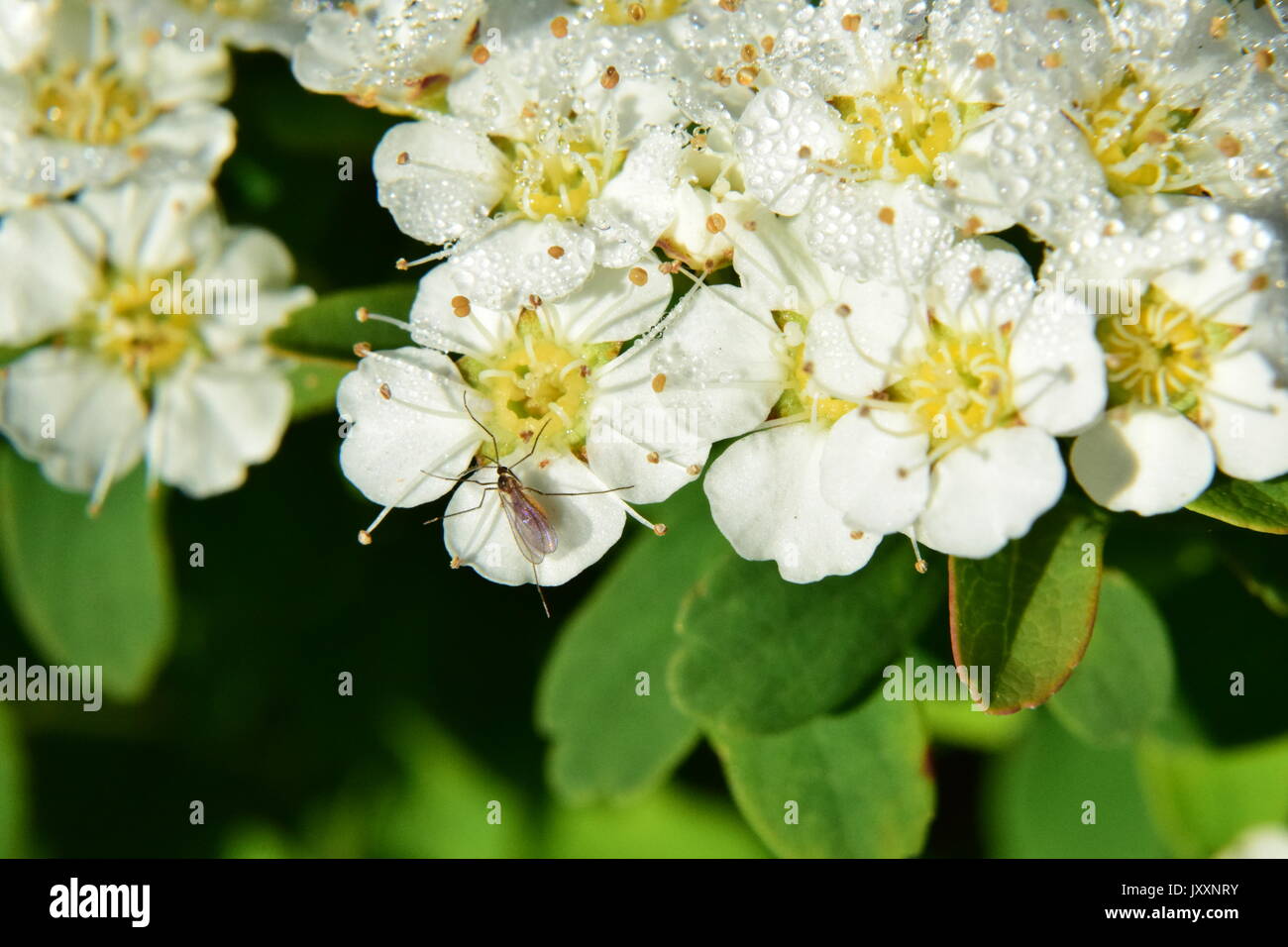 white flowers covered with dew in the morning Stock Photo Alamy