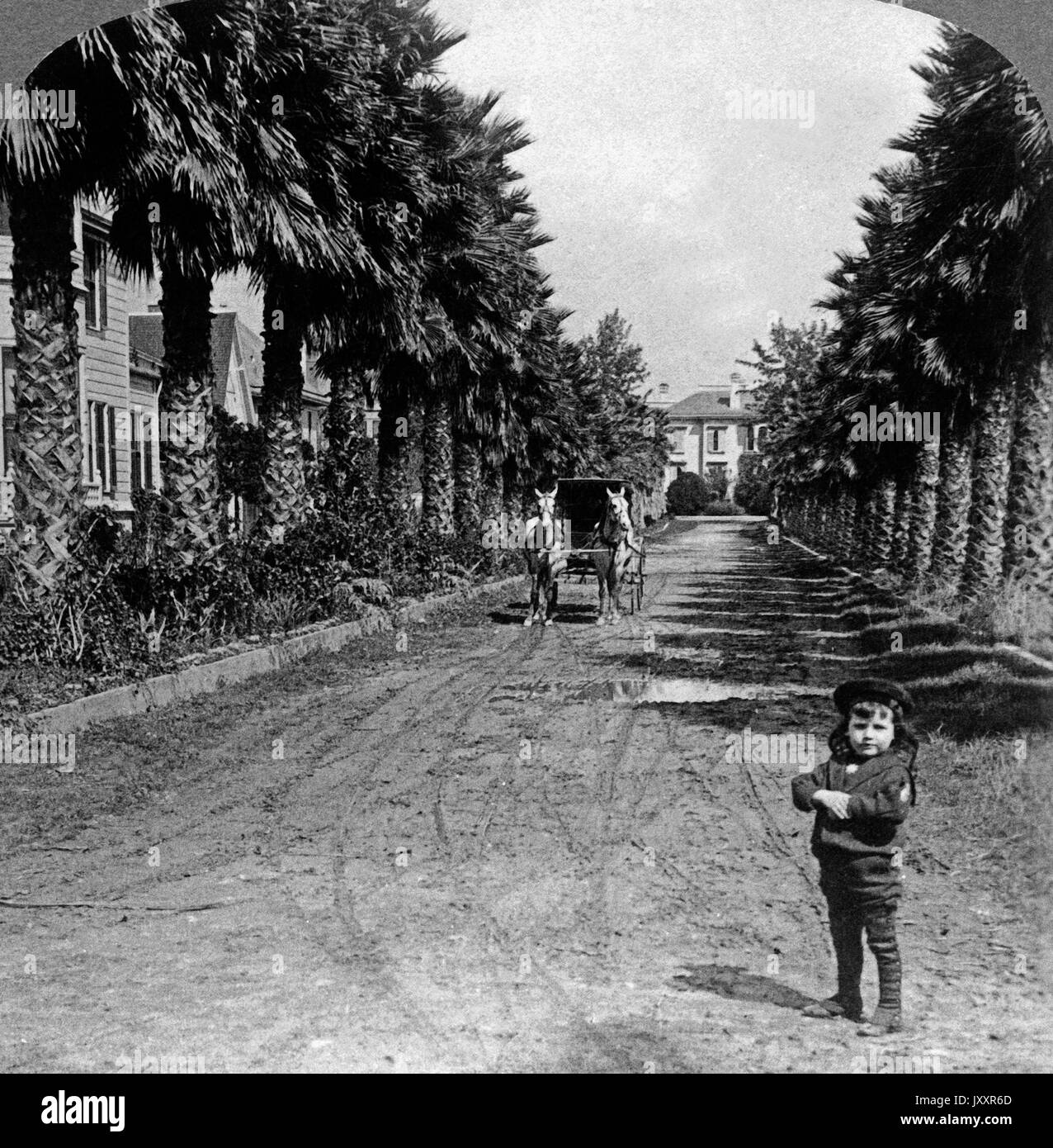 Palmenallee in Los Angeles, Kalifornien, USA 1898. avenue of palms at Los Angeles, California, USA 1898. Stock Photo