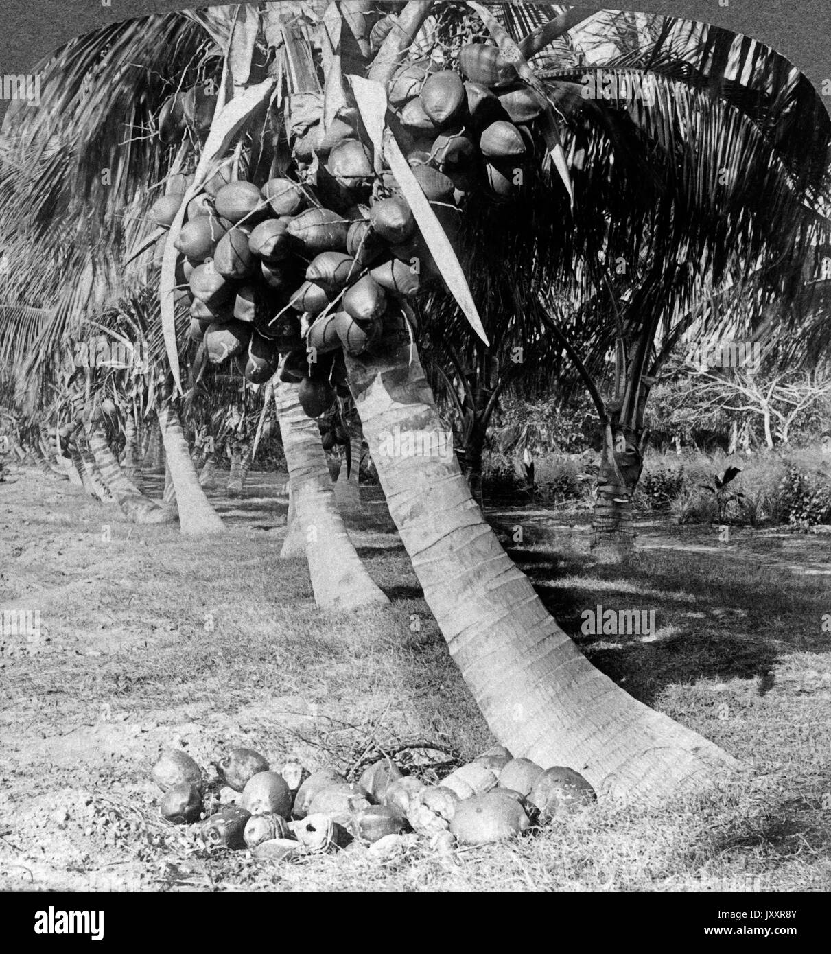 Kakaopalmen in den White Sands von Florida, USA, 1895. Cocoanut palmtrees in the White Sands of Florida, USA, 1895. Stock Photo