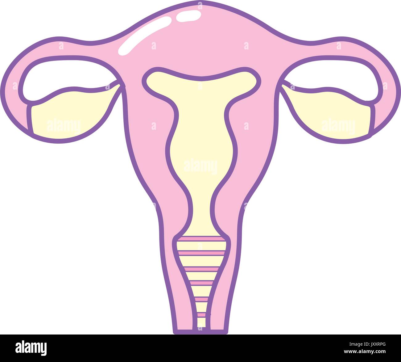 Fallopian Tube High Resolution Stock Photography and Images - Alamy