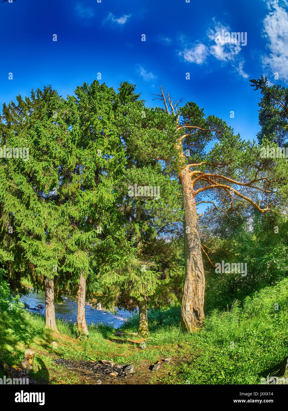 Pine trees in the forest Stock Photo - Alamy