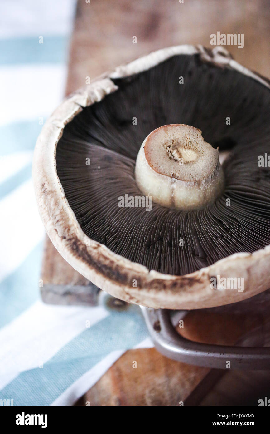 Portobello mushroom Stock Photo