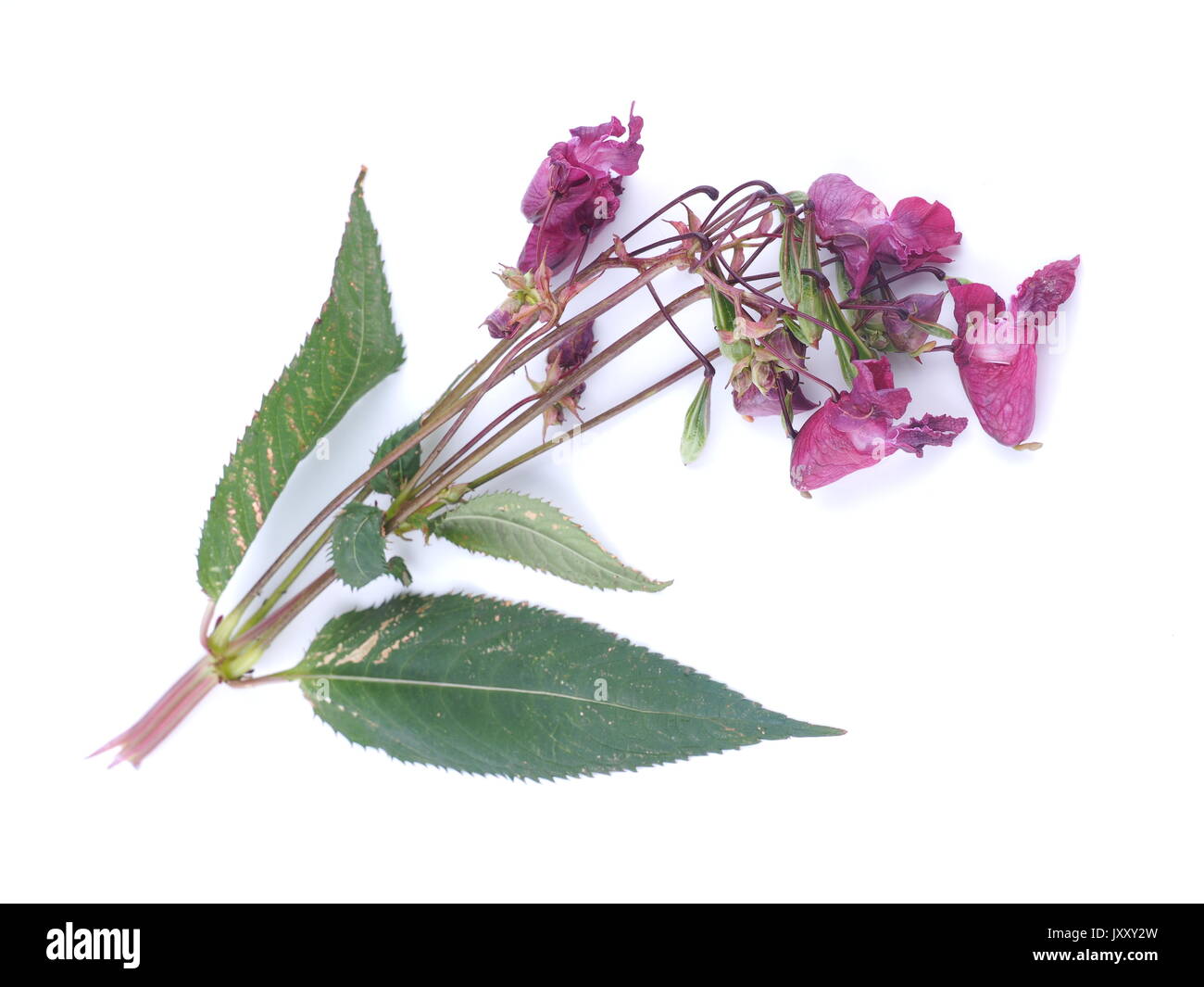 Balsam flowers on white background Stock Photo