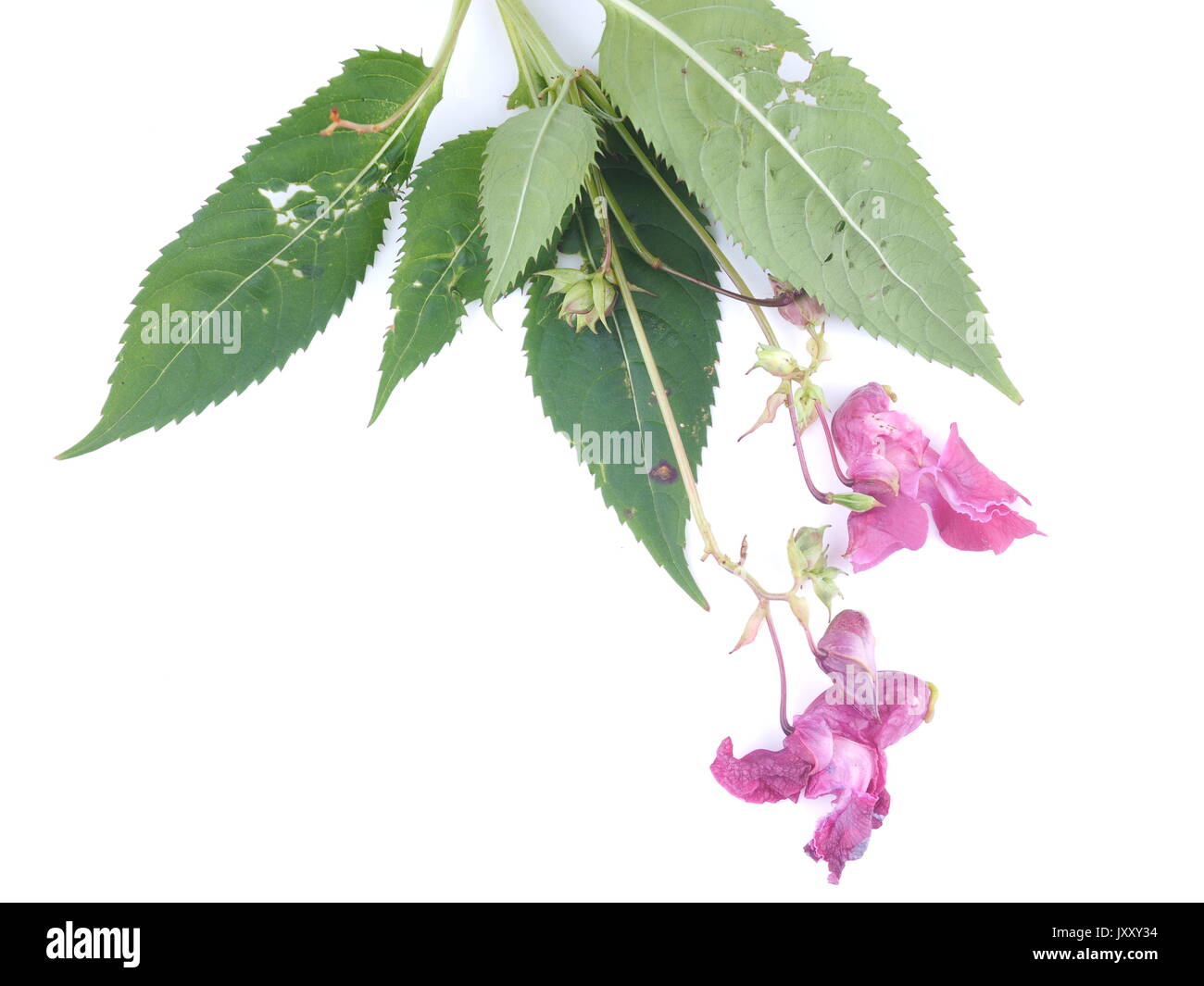 Balsam flowers on white background Stock Photo