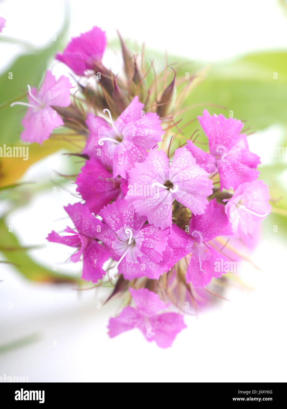 Carnations flowers on white background Stock Photo - Alamy