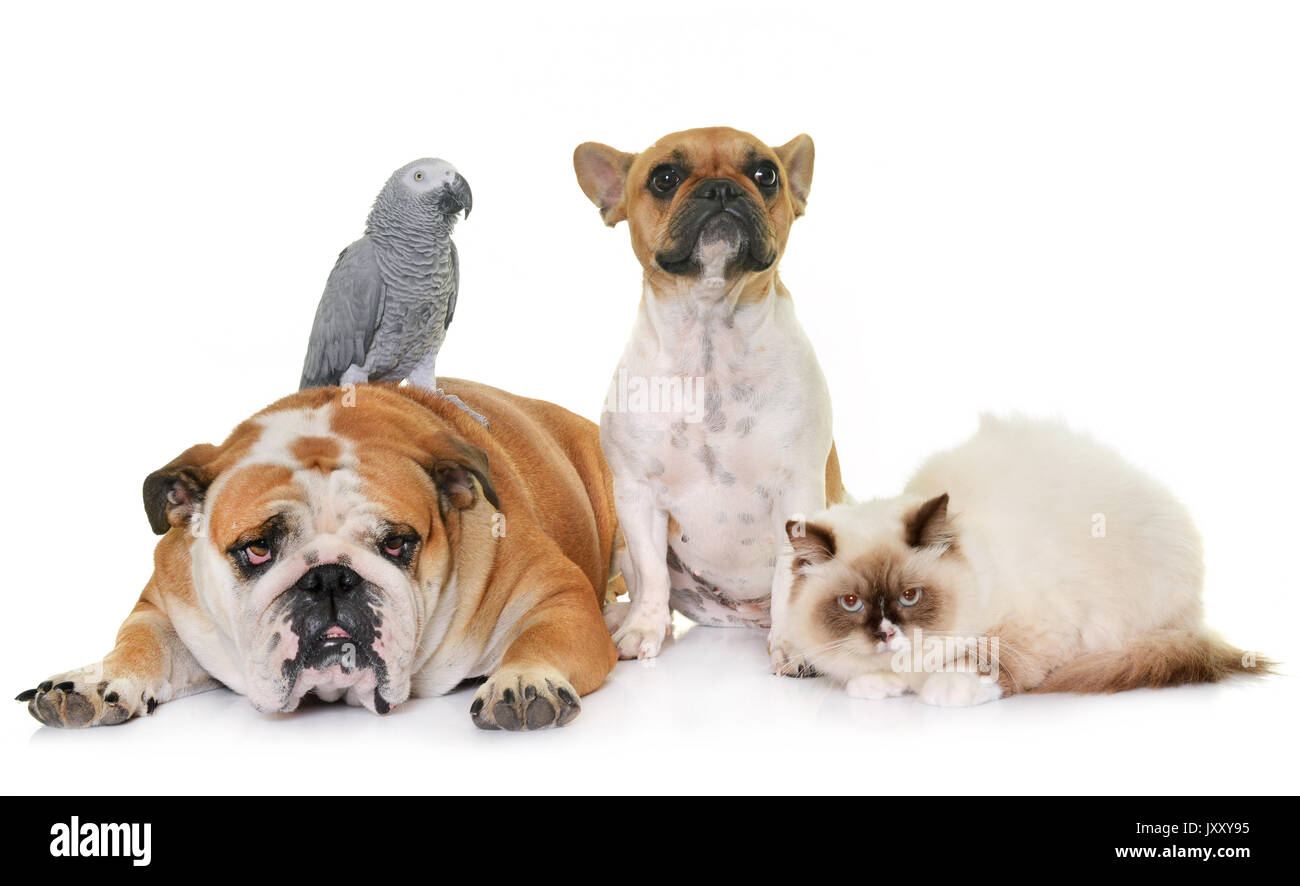 two bulldogs cat and parrot in front of white background Stock