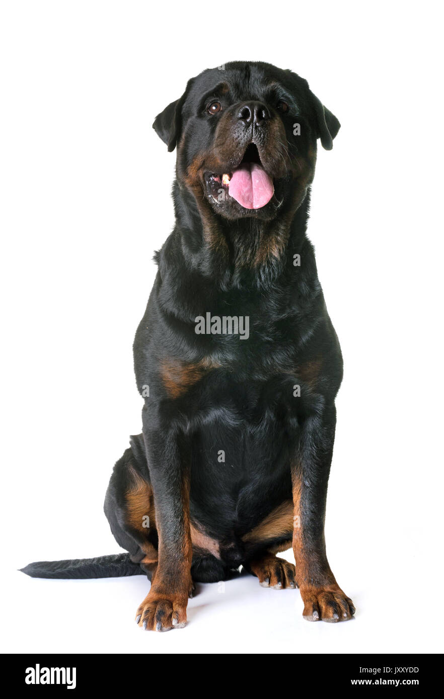 adult rottweiler in front of white background Stock Photo - Alamy