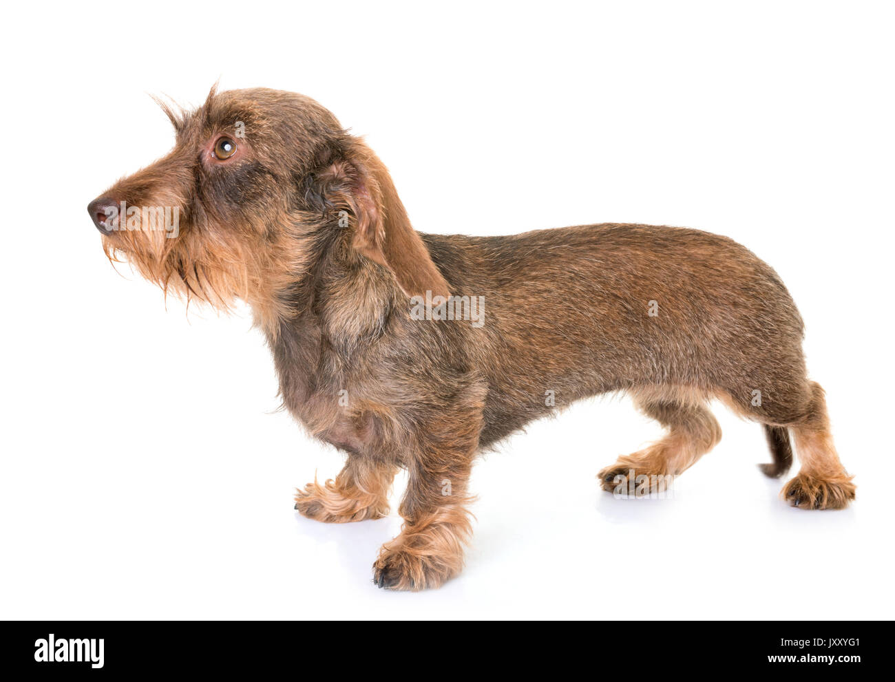 white wire haired dachshund