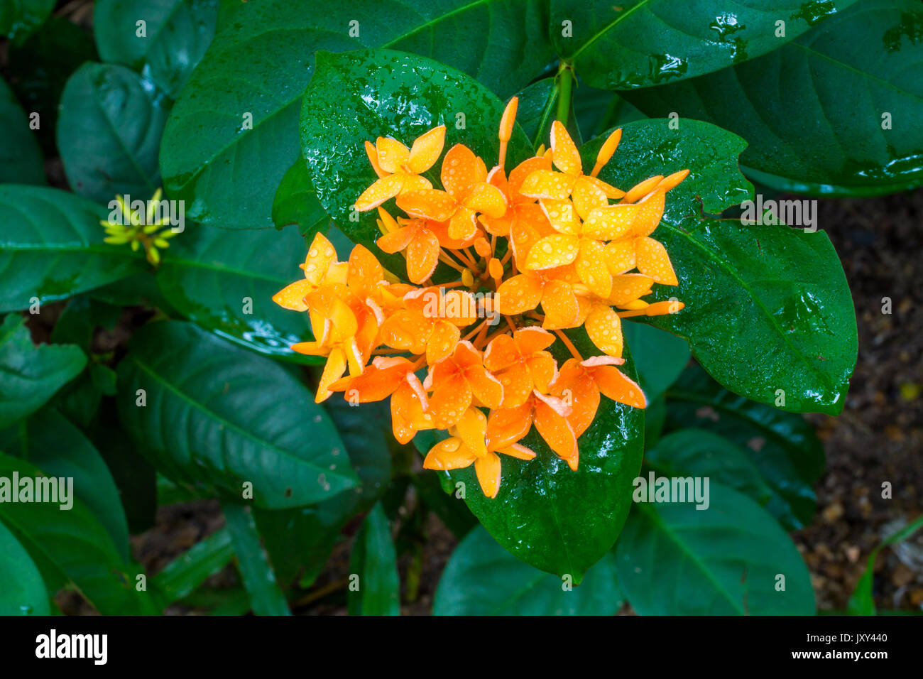 Yellow Ixora with water drops after raining. Stock Photo