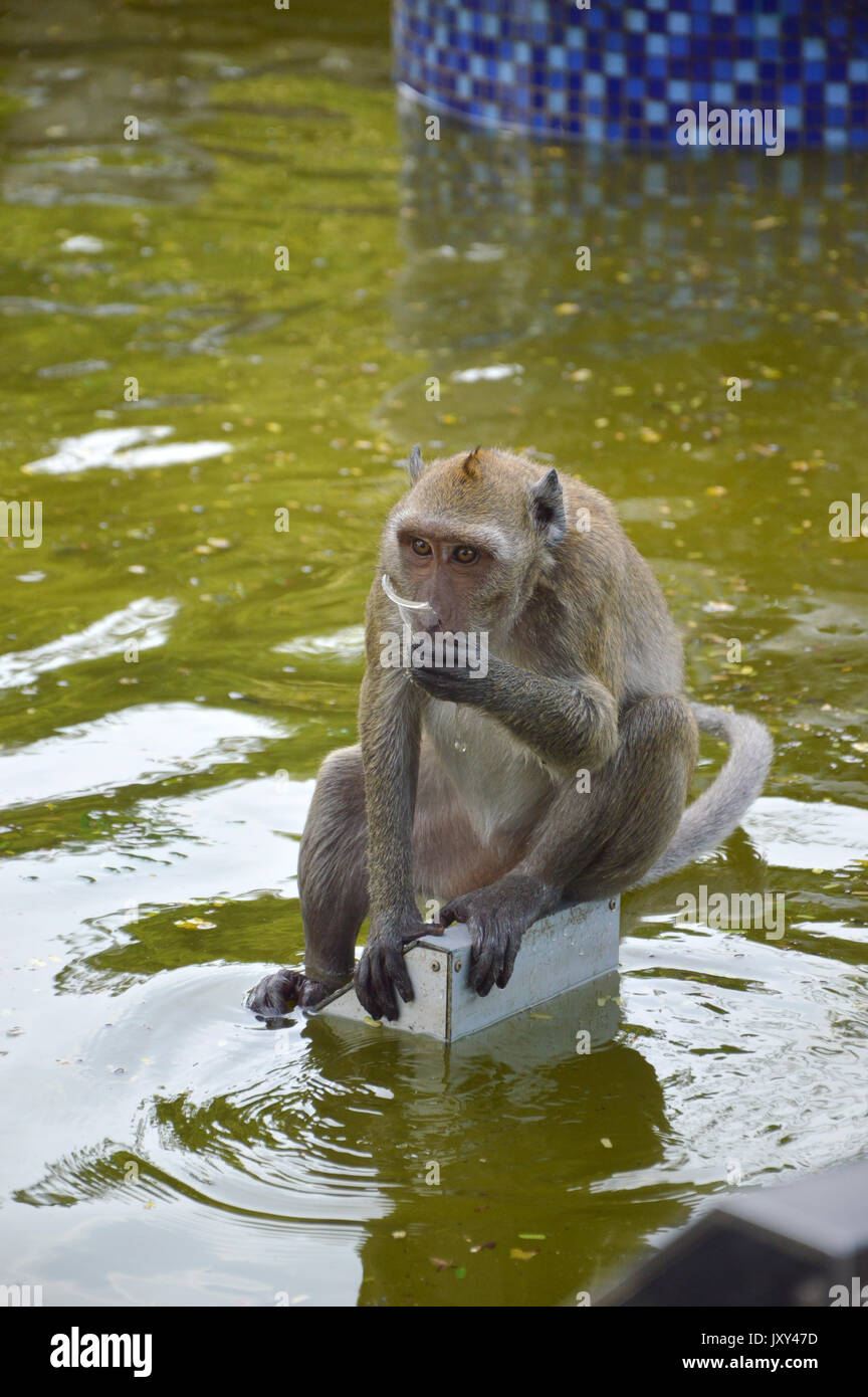 Long-tailed macaque Or Crab-eating macaque eating water from the pond with plastic scraps. Thailand. Stock Photo