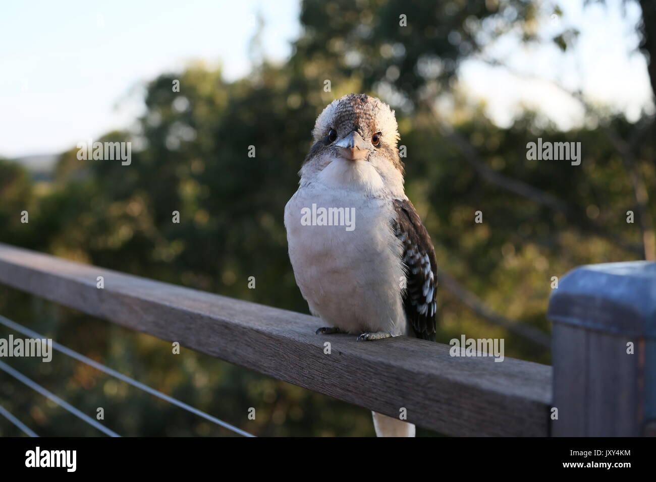 Curious Kookaburra Stock Photo