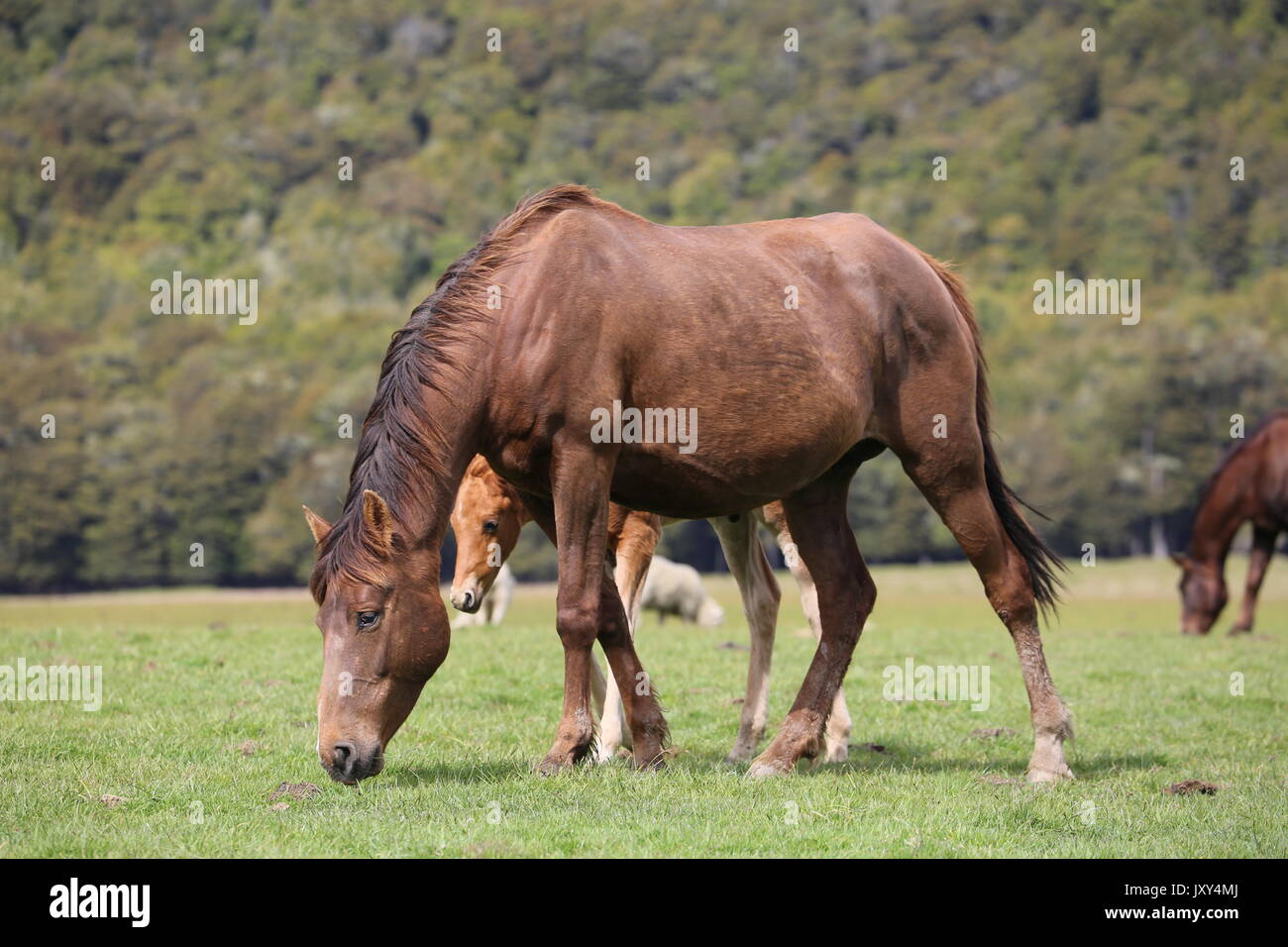 Horses grazing Stock Photo