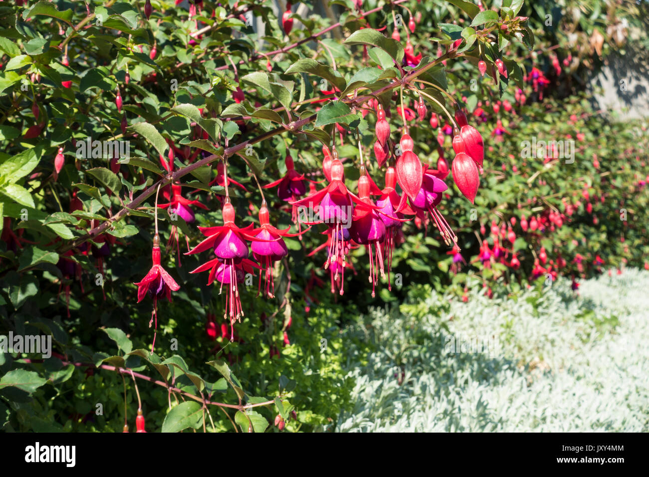 Fusia Pink Fizz Stock Photo