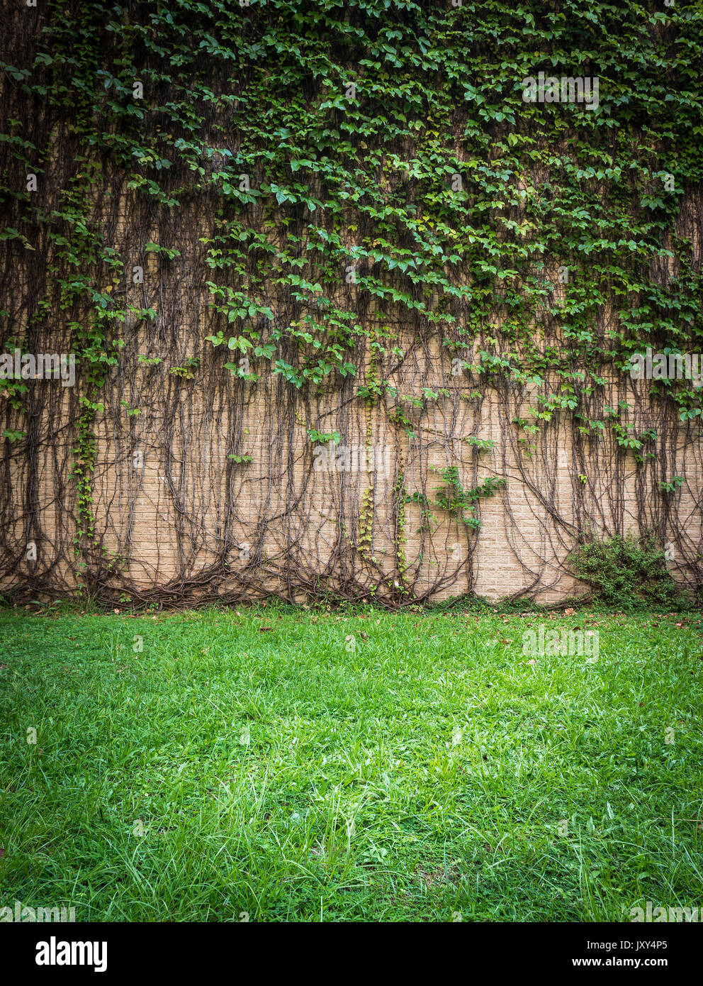 Climbing plant concrete wall hires stock photography and images Alamy