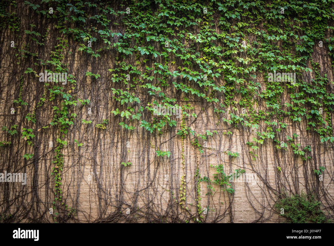 wall climbing plant Stock Photo Alamy
